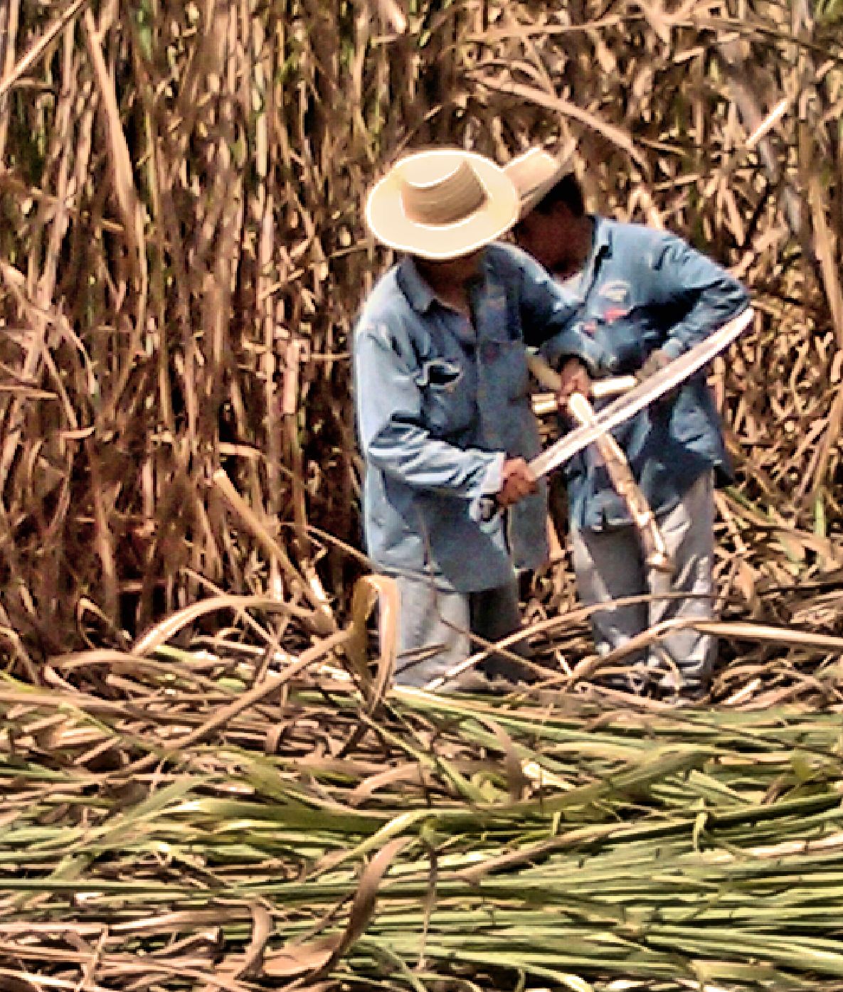 Where does sugar cane come from?